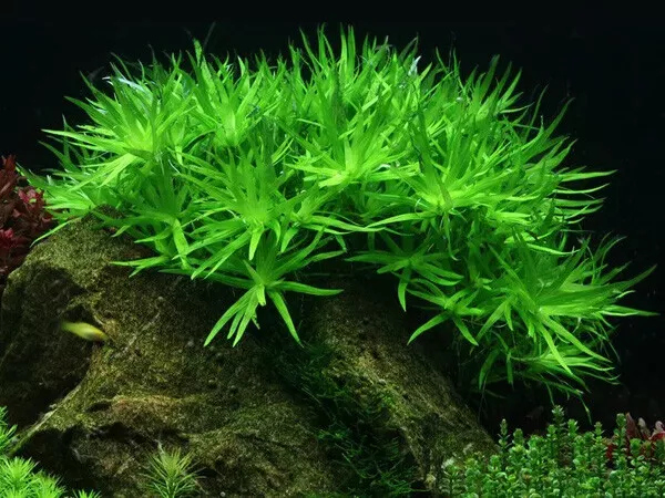 Heteranthera Zosterifolia - Star Grass Live Aquarium Aquatic Plants Fish Tank