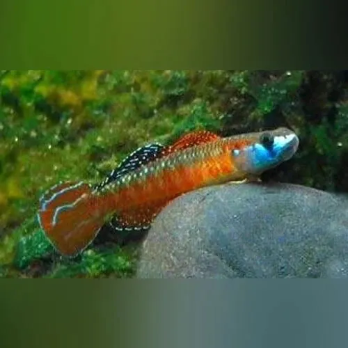 1 Live Neon Red Stiphodon Goby Premium Freshwater Tropical Fish High Quality A++