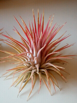 Tillandsia ionantha var ionantha plantas colección CLAVEL DE AIRE 5 cms aprox. 