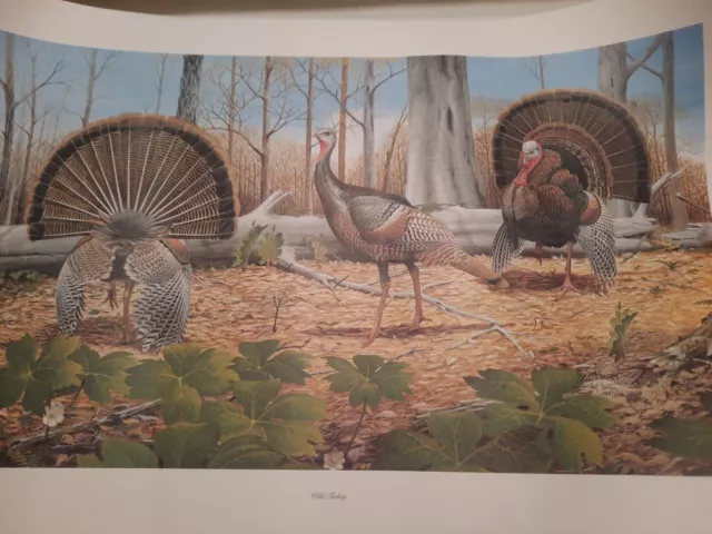 Ray Harm Wild Turkey- 3 Birds-$425.00 Value-$200 Discount-#42 Of 500-Hard 2 Find