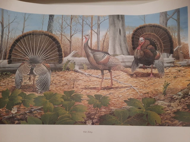 Ray Harm Wild Turkey- 3 Birds-$425.00 Value-$200 Discount-#42 Of 500-Hard 2 Find Ray Harm Wild Turkey- 3 Birds-$425.00 Value-$200 Discount-#42 Of 500-Hard 2 Find