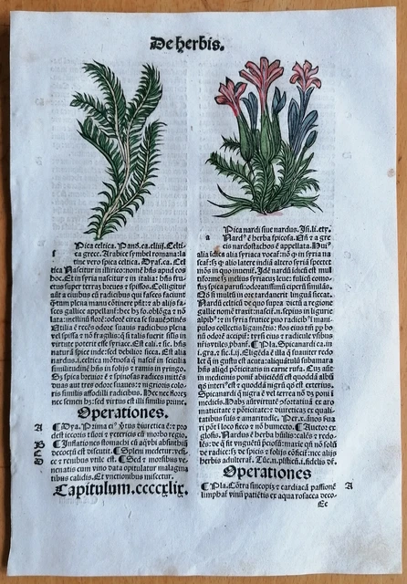 Original Post Inkunabel Hortus Sanitatis Koloriert Spica Venedig 1511