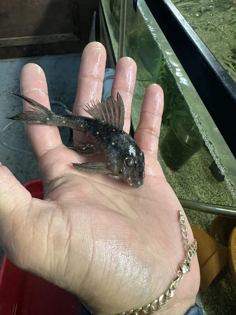 L031 Mustard Pleco LG live fish FREE SHIPPING