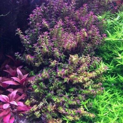 3 Stems rotala Pearl!! live aquarium plants beautiful!!! FREE S/H Rare!!