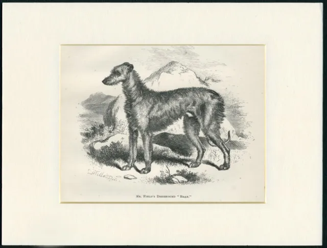 Scottish Deerhound Old Antique 1878 Named Dog Print Engraving Ready Mounted