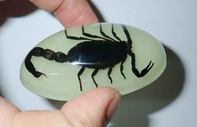 Insect Large Cabochon Black Scorpion Specimen Oval 68x40x20 mm Glow in the Dark