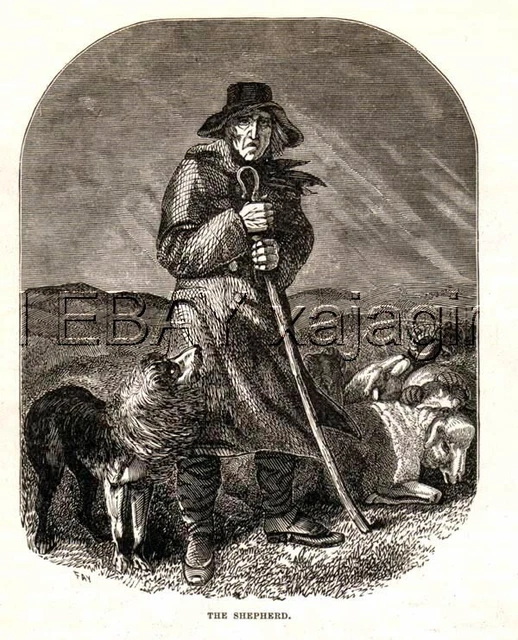 DOG Border Collie & Shepherd, 120-year-old Print