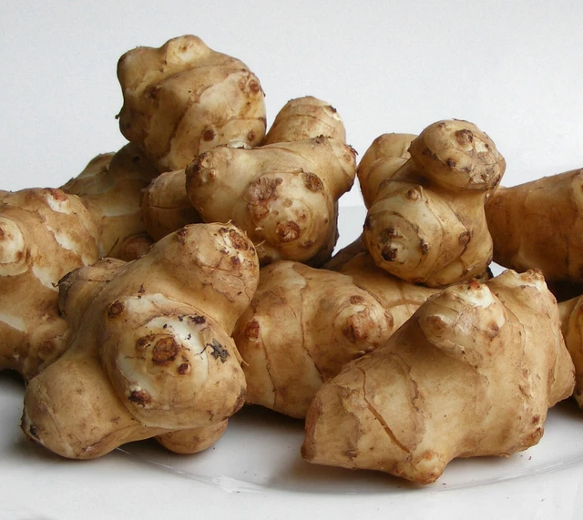 Jerusalem Artichoke (8) Tubers FOR PLANTING. White Sunchoke Sunroot Roots Bulbs.