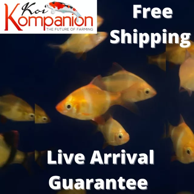 5/10/20/30X Albino Tiger Barbs Freshwater Fish Koi Kompanion Free Shipping