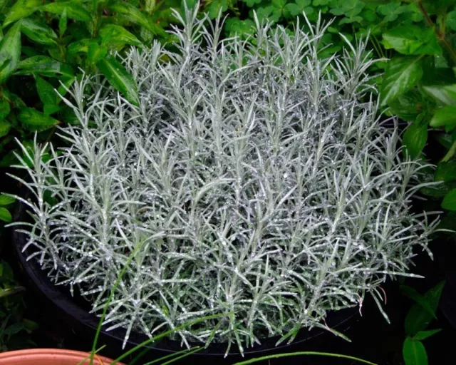 1 x curry plant helichrysum augustifolium tube size, cooking, aromatic herb 3