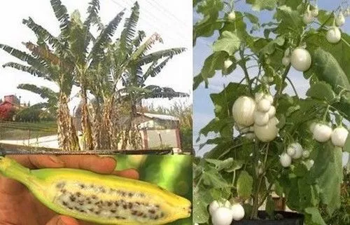 SAMEN jetzt noch Sparen beim Samenkauf toller Eierbaum und Riesen-Banane im Spar