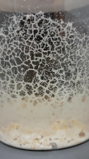 microworm starter culture, microgusano cultivo