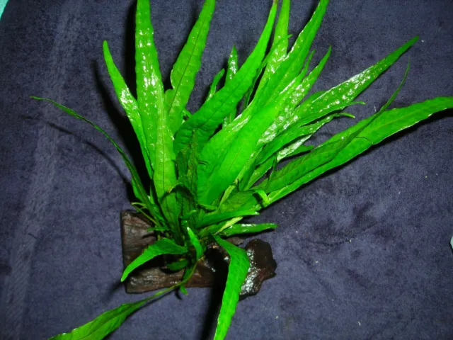 Javafarn - Microsorium Pteropus 1 Bund auf Driftwood Wasserpflanzen