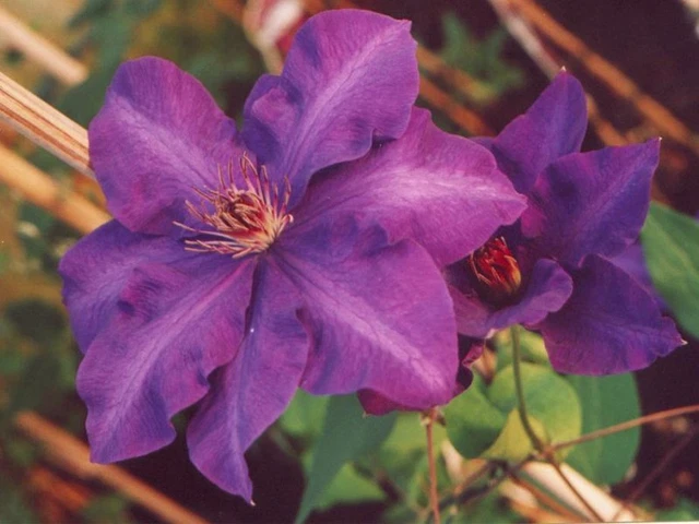 CLEMATIDE CLEMATIS JACK. Jackmanii (1 Pianta) Vaso 16Cm EUR 21,40 ...
