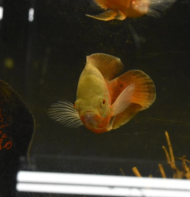 Live Albino Ruby Oscar Cichlid (6-7" Large Freshwater Aquarium Fish) 5