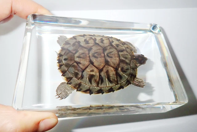 Farmed Large Water Slider Turtle Specimen Clear Resin Block Education Aid DD3