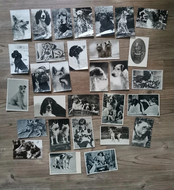 29x Vintage Dog Postcards Photographs Photos Antique Pictures