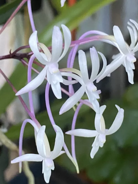 Beautiful Miniature Fragrance Orchid specie Neof. falcata BS
