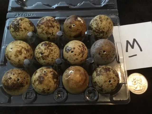 Lote de 12 huevos de codorniz codornix color natural real soplados un agujero artesanías de Pascua M
