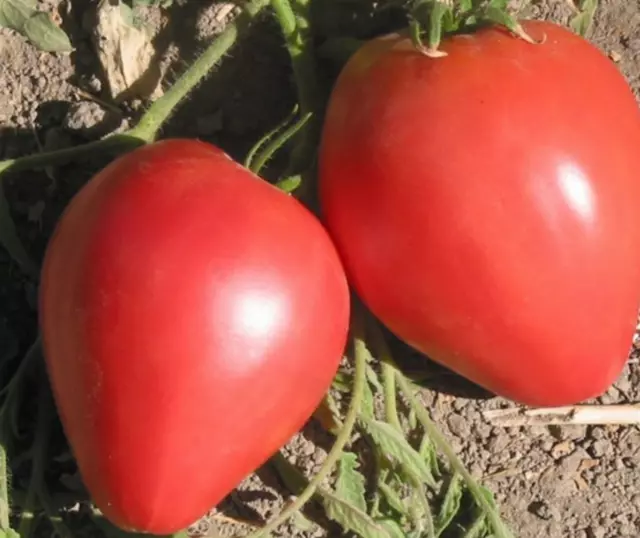 PINK OXHEART TOMATO 20+ seeds huge heart shaped heirloom tomato spring summer