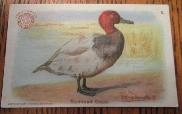 1904 Arm & Hammer J3 GAME BIRDS series Soda card-#3 Redhead Duck