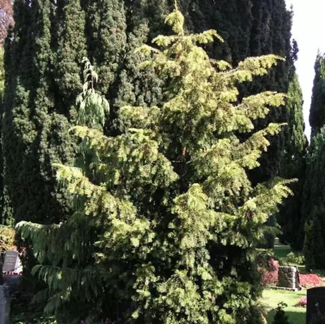 Goldgrüne Adlerschwingeneibe 80-100cm - Taxus baccata