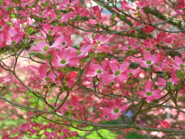 Pink Flowering Dogwood Seeds- Stunning Tree