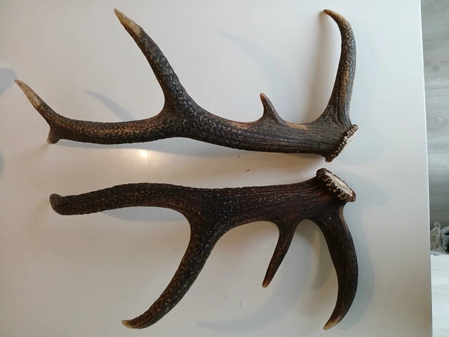 BOIS DE CERF 74CM - Mues, cornes, défenses (13561878