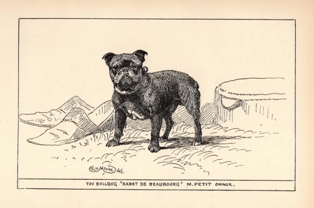 Antique Bulldog Art Print 1912 Moore Rabot De Beaubourg Bulldog Print 5230z