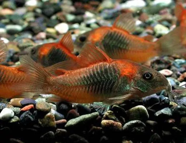 Red Sailfin Cory Cat (Corydoras Venezuelanus)- Live Freshwater Fish Catfish