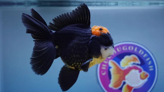 Live Fancy Goldfish Red/Black Rosetail Oranda Male