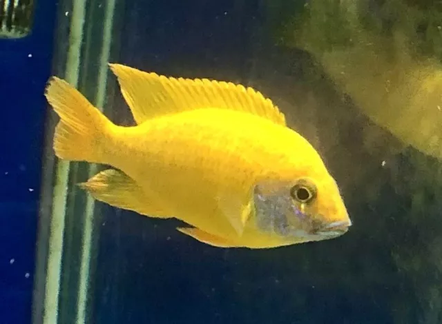 High Quality Live Fish 3 F1 Sunshine Peacock Aulonocara Baenschi African Cichlid