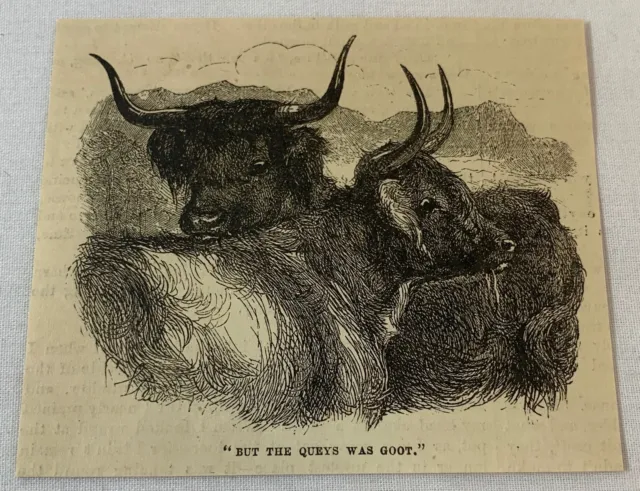 1880 magazine engraving ~ SCOTTISH CATTLE - BUT THE QUAYS WAS GOOT
