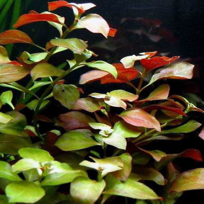 Ludwigia Repens Super Red Live Aquarium Plants Freshwater Decorations Stem Bunch
