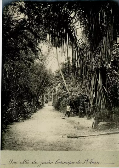 Fort de France, Martinique, Une allée du jardin botanique de St. Pierre  Vintage