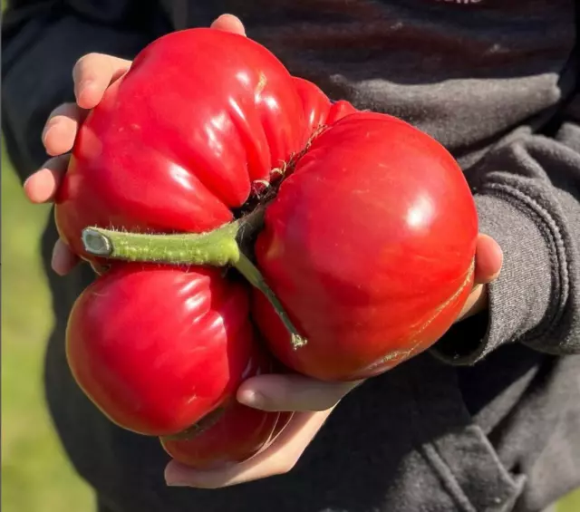 Heirloom tomato seeds - Domingo