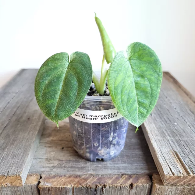 Syngonium macrophyllum 'Frosted Heart' #6003