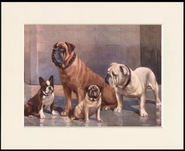 French Bulldog Mastiff Pug English Bulldog Lovely Dog Group Print Ready Mounted