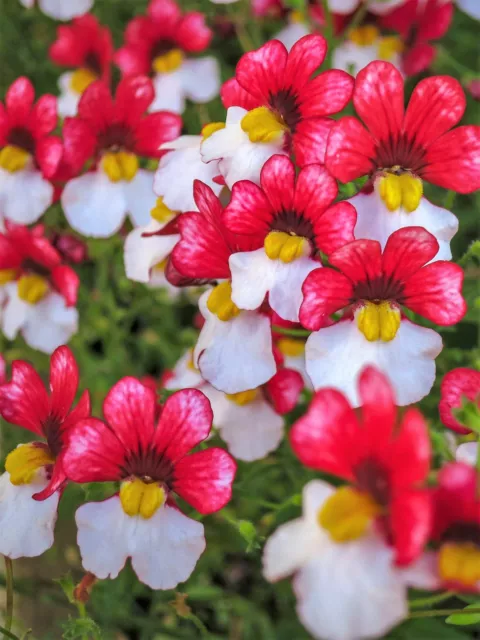 50 Semillas Flores Bicolor Fragantes Bandera Danesa ROJA Y BLANCA NEMESIA