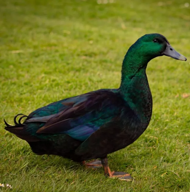 Cayuga X Duck Hatching Eggs 6 Eggs