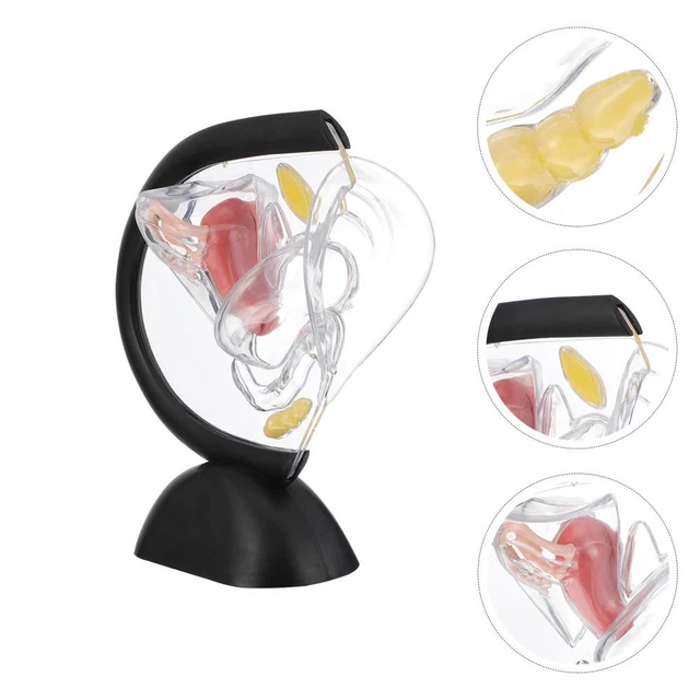 PVC Modèle D'utérus Transparent De Bassin Féminin École