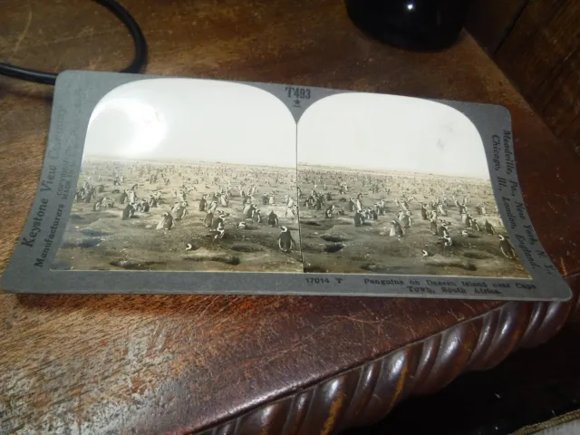 Keystone Stereoview T493 Cape Town South Africa Penguins Dassen Island