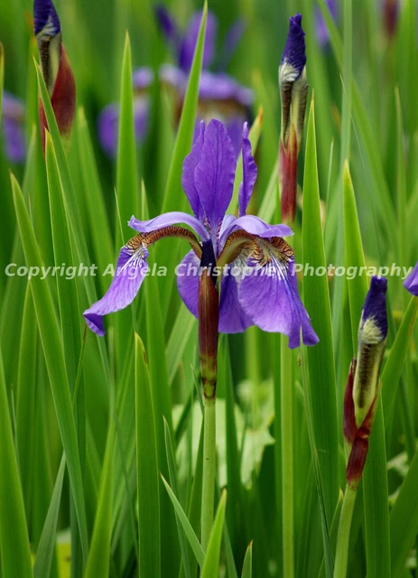 Original ACEO 2.5 x 3.5 inches photo fine art print SIBERIAN IRIS purple Flower