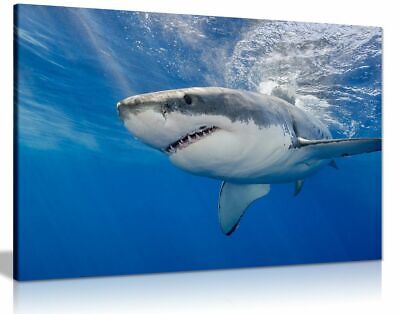 Shark Underwater Blue Canvas Wall Art Picture Print