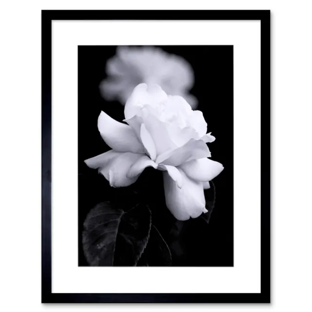 Photo Nature Black White Rose Petal Flower Framed Print 12x16 Inch
