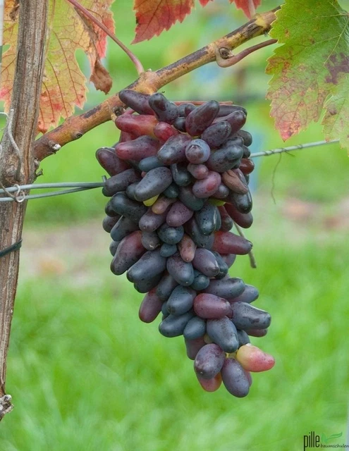 blaue Weintraube Souvenir Datteltraube Weinrebe veredelt frosthart süß 60/100 cm