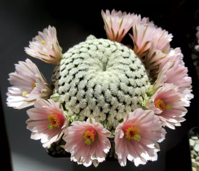 Kakteen Kaktus,Mammillaria pectinifera,Solisia pectinata rar! ,Lobivia,Cactus