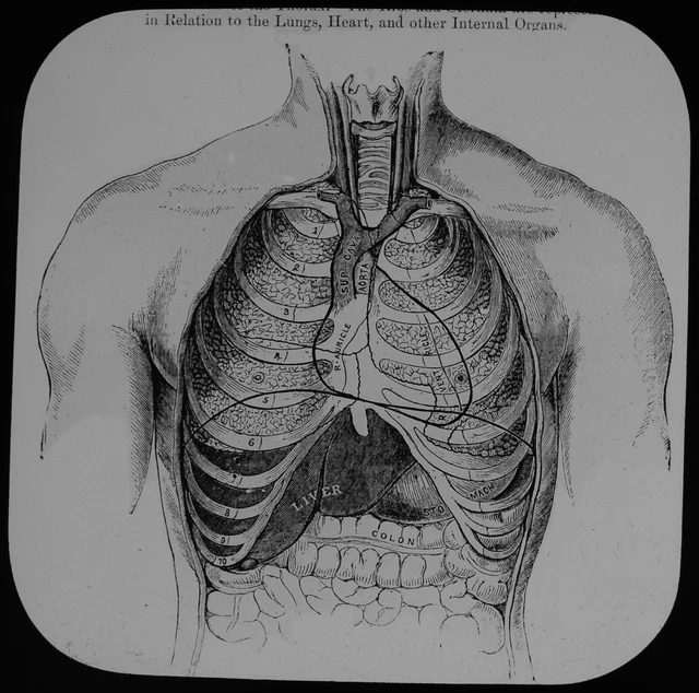 ANATOMICAL MEDICAL DRAWING LUNGS HEART ETC C1890 ANTIQUE Magic