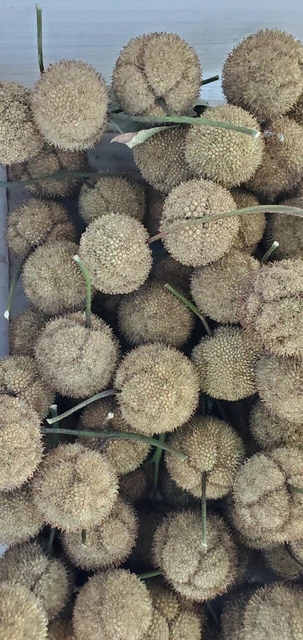 Seed Pods Heads 2021 Arizona Sycamore Tree Crafts Coronas Decoración 1,5" Diapositiva Lote 25 8
