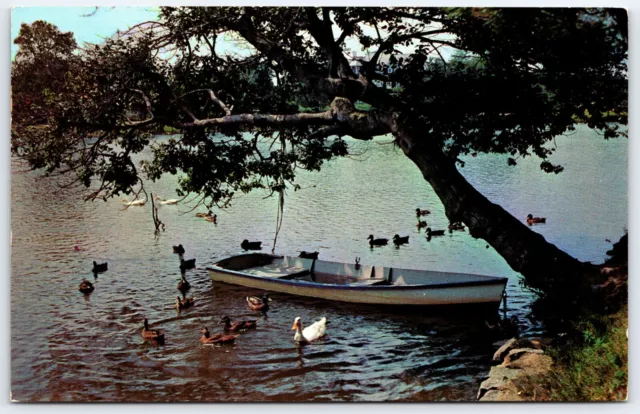 Indiana Postcard St Joseph River South Bend Elkhart Area Rowboat Ducks 1961